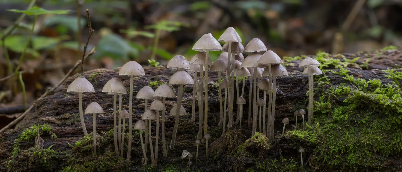 Shooting the Underworld: Why Mushrooms Became a Photographer's Obsession — feature image