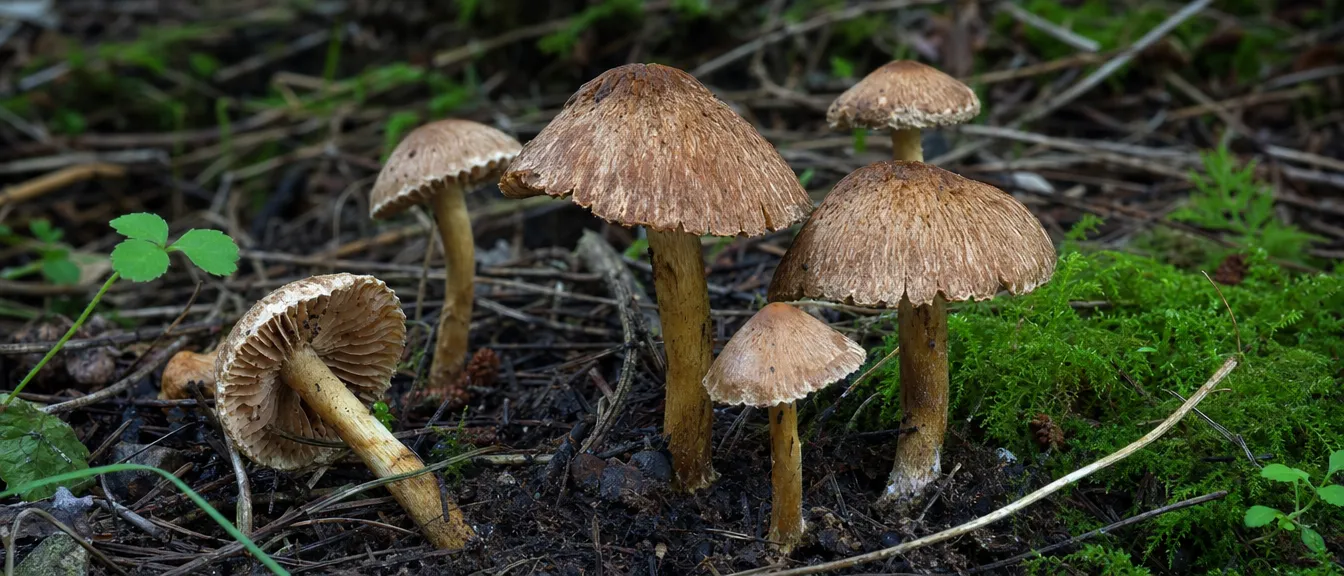 Autumn's Emblem: The Mushroom in Japanese Art — feature image