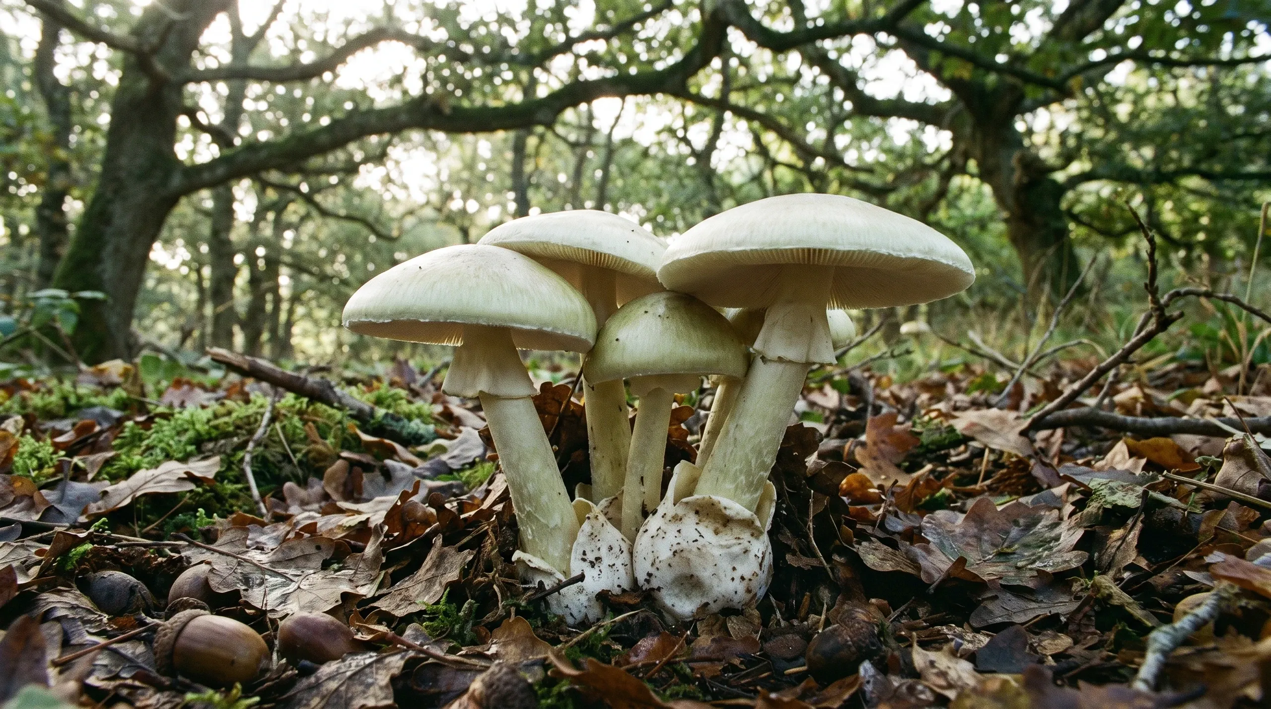 Death Cap in Oak Woodland